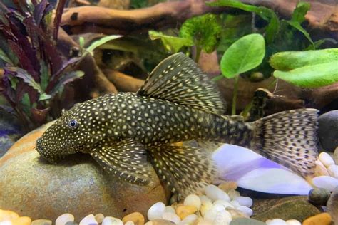 pleco fish pictures.